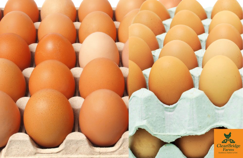 Cleanbridge%20Farms%20|%20Lagos%20Nigeria