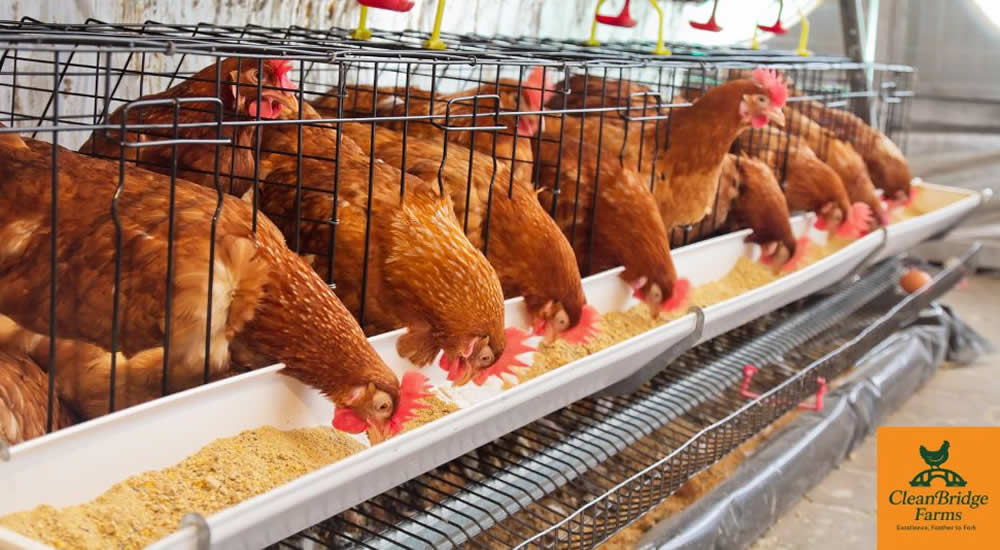 Cleanbridge Farms | Lagos Nigeria