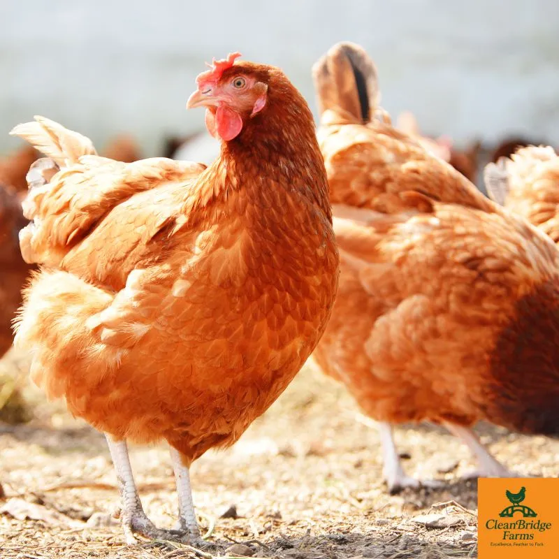 Cleanbridge%20Farms%20|%20Lagos%20Nigeria